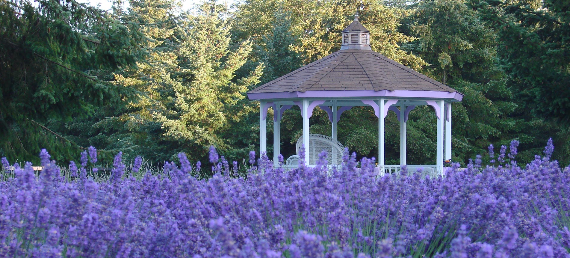 Sequim Lavender Sequim Lavender Experience