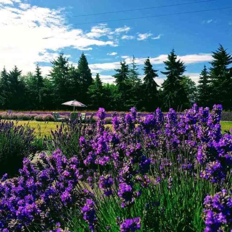 Lavender Connection, picnic, lavender farm, lavender trail, sequim, washington, tourismPicnic Area