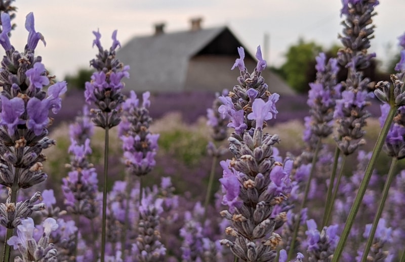 Lavender Connection farm, lavender farm, lavender trail, sequim, washington, tourism