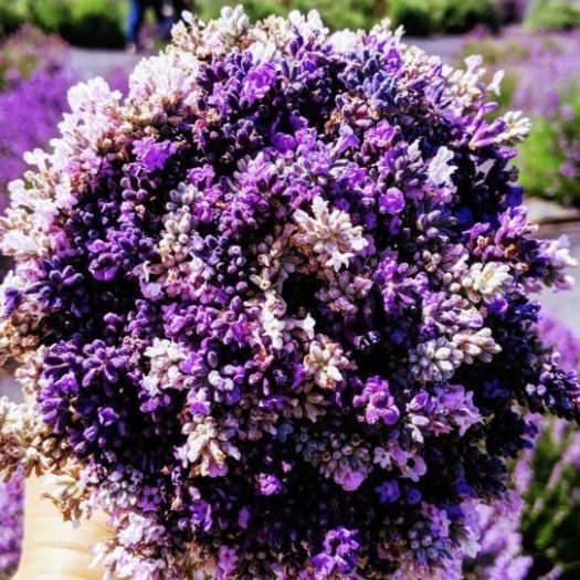 Lavender Connection, U-Cut, multicolored lavender, lavender farm, lavender trail, sequim, washington, tourism