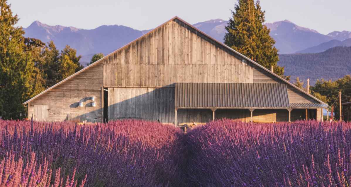 B&B Family Lavender Farm in Sequim, Washington, historic barn in background
