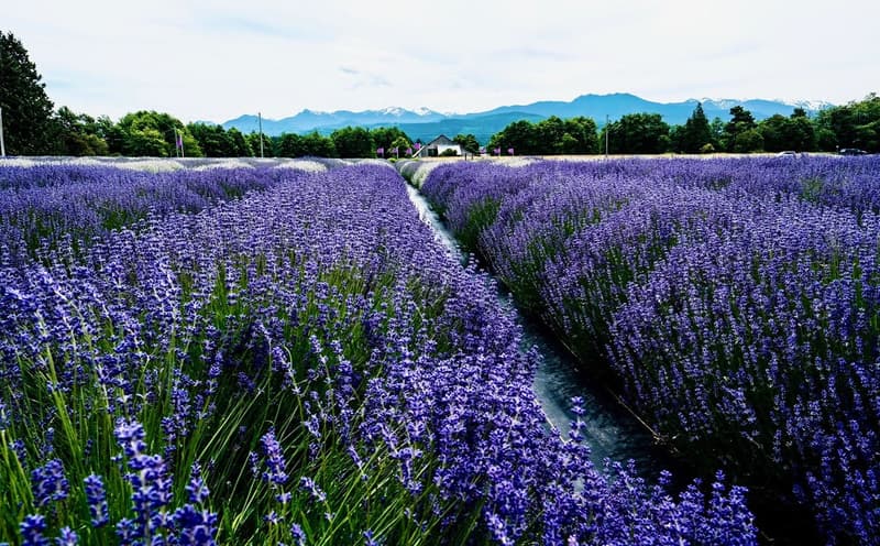 Home - Sequim Lavender Experience