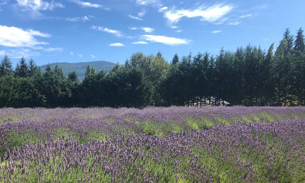 Fleurish Lavender of Lost Mountain, lavender farm, lavender trail, sequim, washington, tourism