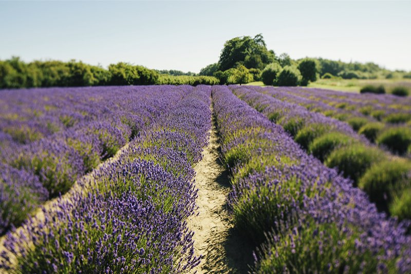 Jardin du Soleil, lavender farm, lavender trail, sequim, washington, tourism