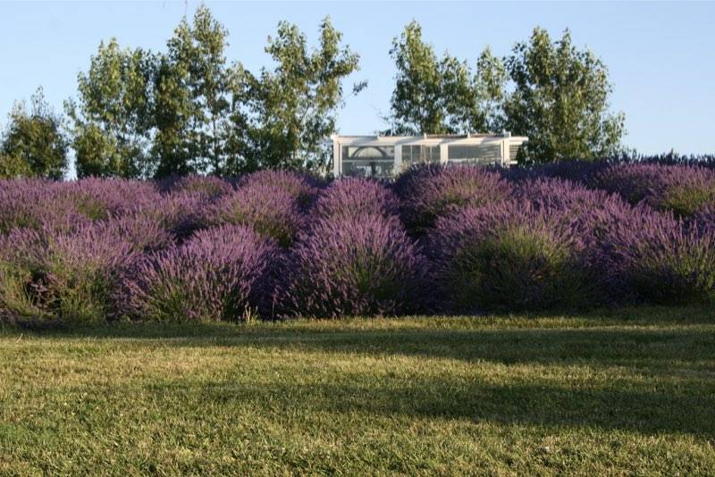 Jardin du Soleil, lavender farm, lavender trail, sequim, washington, tourism
