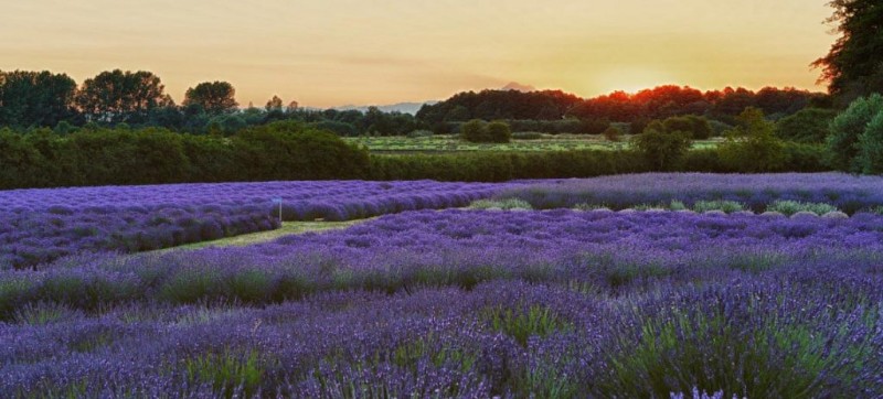Jardin du Soleil lavender farm, lavender farm, lavender trail, sequim, washington, tourism
