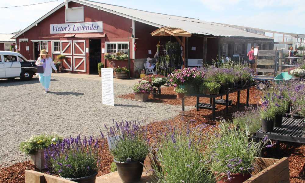 Victors Lavender Farm, lavender farm, lavender trail, sequim, washington, tourism