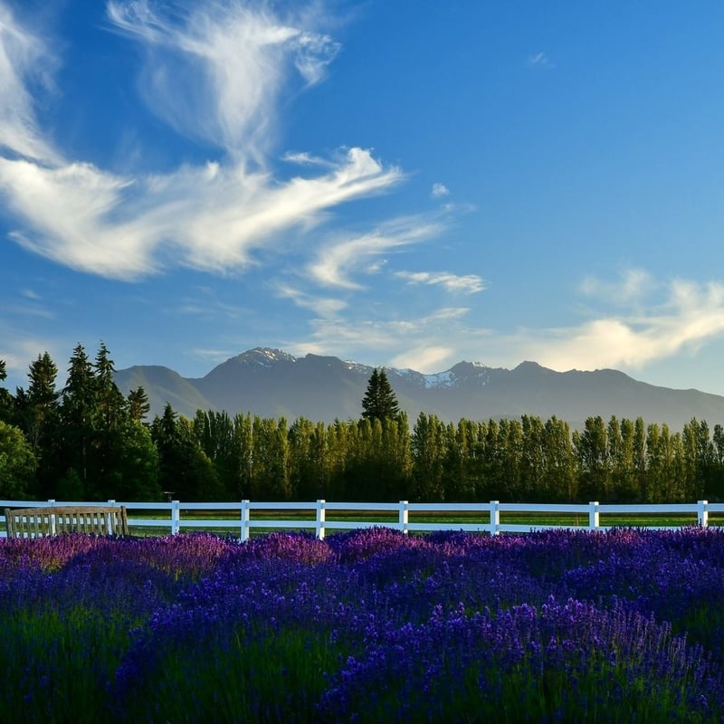 Washington Lavender Farm, lavender farm, lavender trail, sequim, washington, tourism