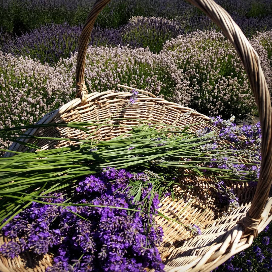 Basket with two bouquets of U-cut lavender