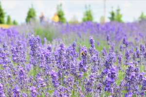 Gnomelicious Lavender Farm lavender plant