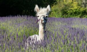 Fleurish Lavender of Lost Mountain in Sequim Washington, white alpaca in lavender field