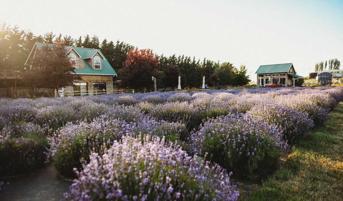 In Bloom Lavender Farms, Sequim, Washington, lavender field in front, house and gift shop in background