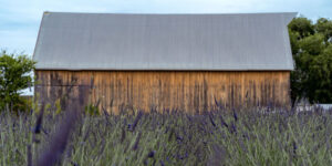 Old Barn Lavender Company, Sequim, Washington, purple lavender field with old barn in background
