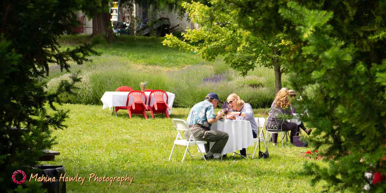 Jardin du Soleil Lavender Farm, Brunch In The Blooms event, people sitting at table eating brunch in lavender field