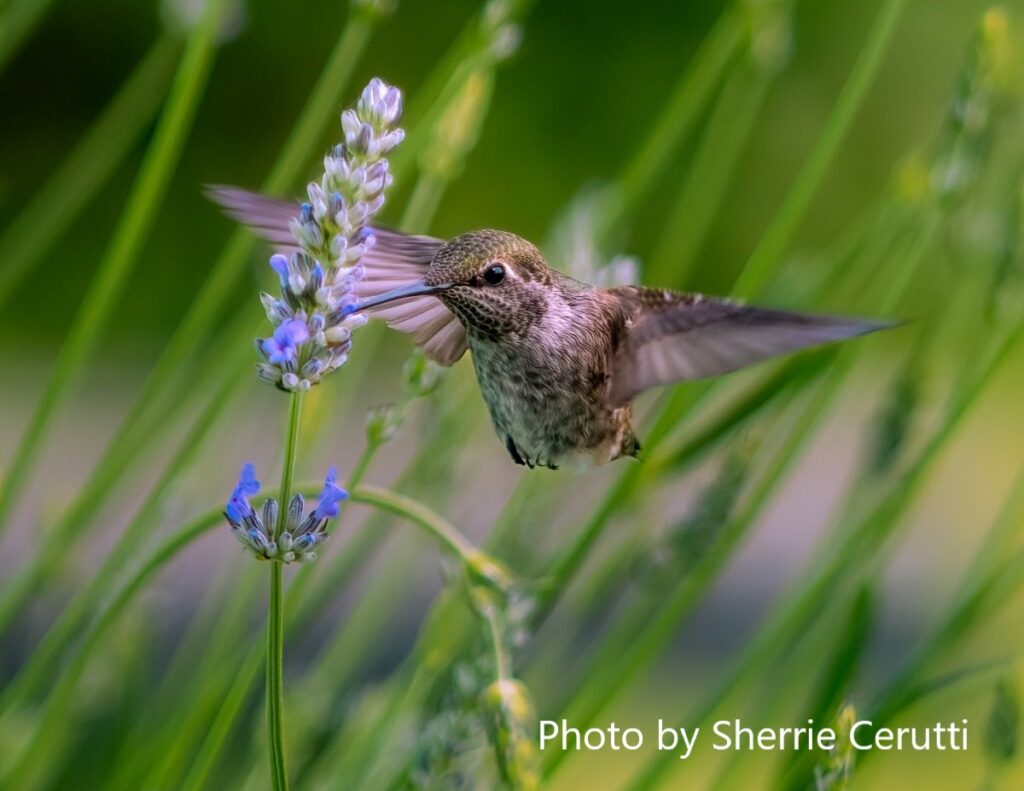 hummingbird drinking from lavender sprig in foreground, green stems out of focus in background