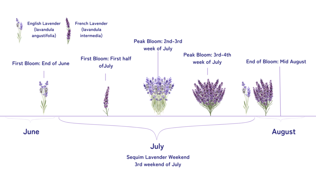 A timeline graphic of lavender bloom