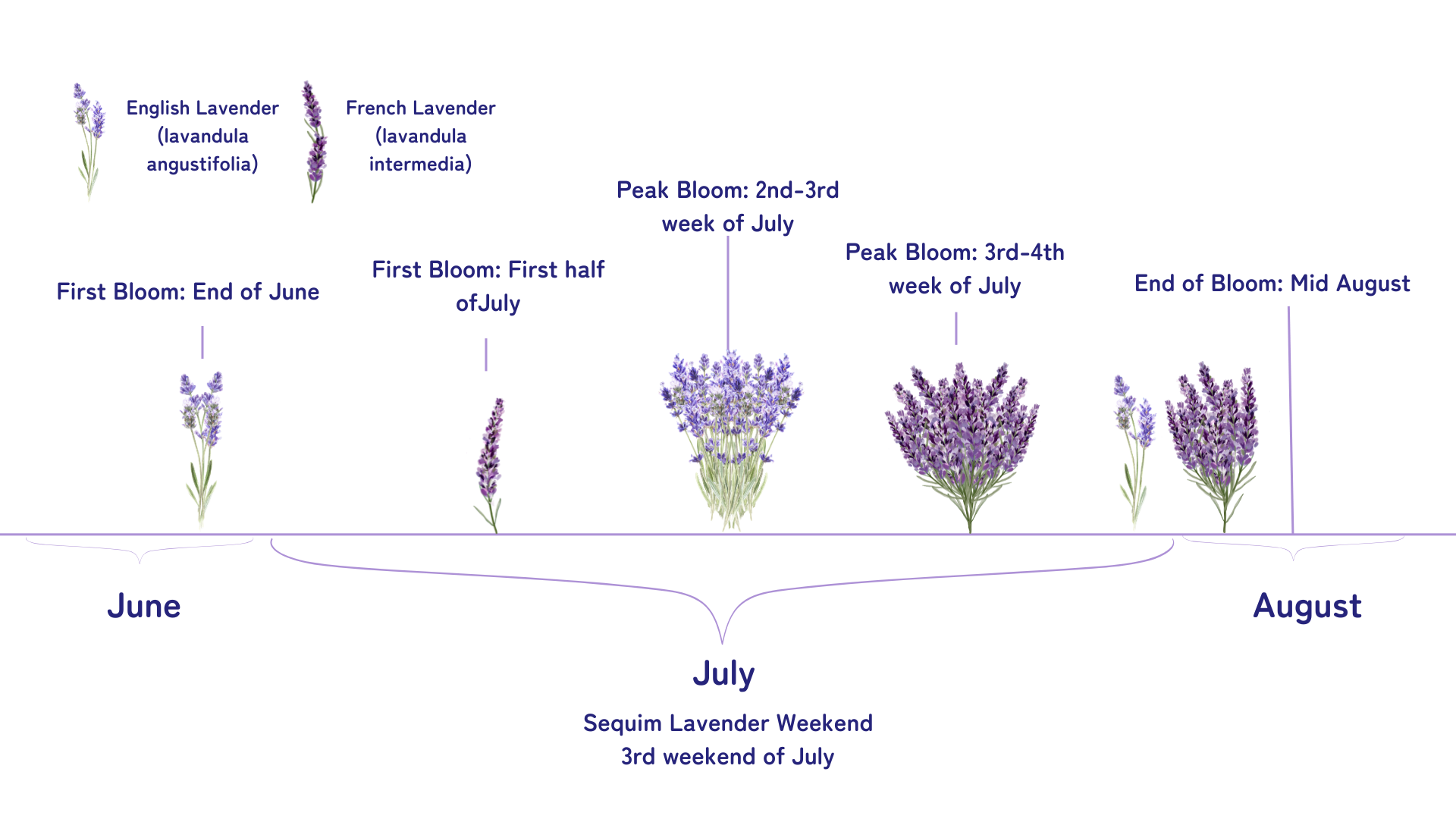 Plan Your Visit - Sequim Lavender Trail