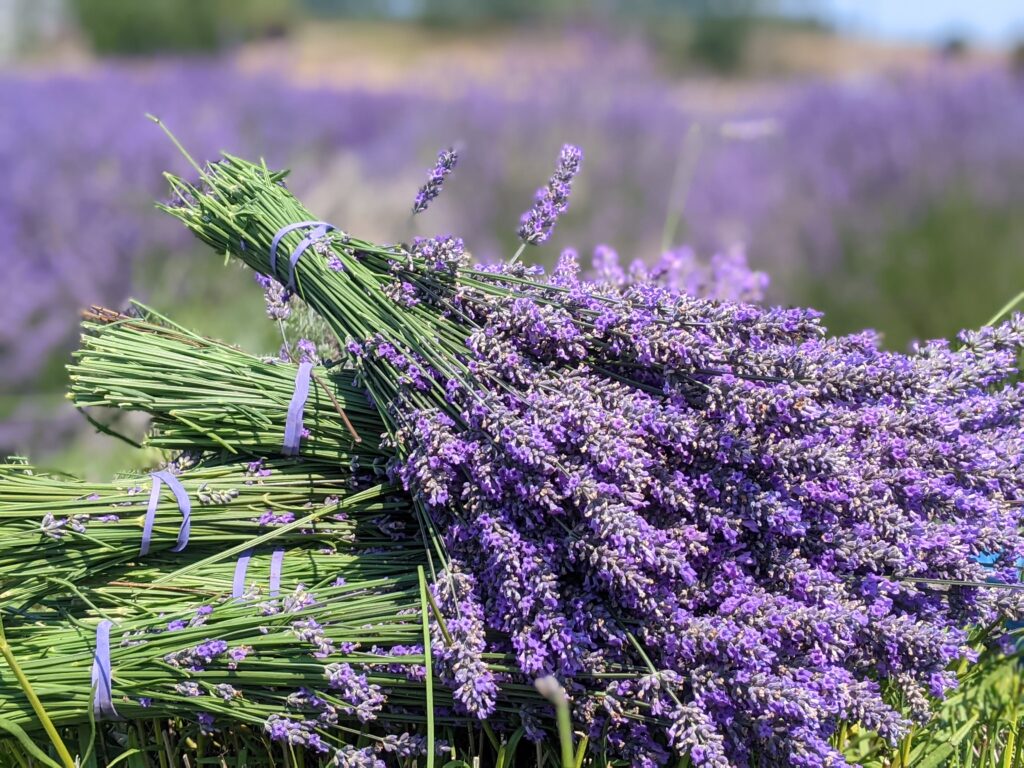 Lavender-Connection-harvest-