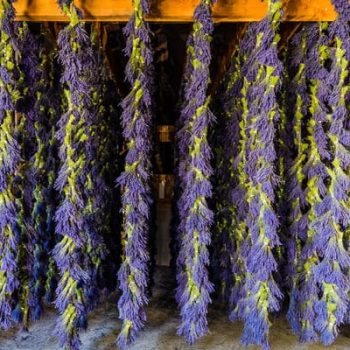 B&B Family Farm, lavender farm, lavender trail, sequim, washington, tourism