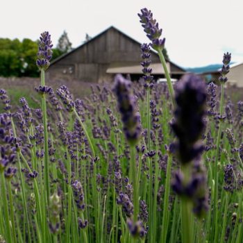 B&B Family Farm, lavender farm, lavender trail, sequim, washington, tourism