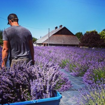 Lavender Connection farm, lavender harvest in field, historic Lotzgesell Barn in background