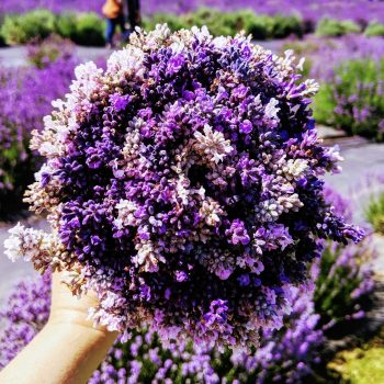 U-Cut Lavender Bouquet, lavender farm, in bloom, lavender trail, sequim, washington, tourism